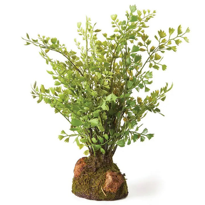 The DROP IN MAIDENHAIR FERN 11" by NAPA HOME AND GARDEN features lush green, delicate leaves set in moss and rocks, adding a natural touch to your decor against a white background.