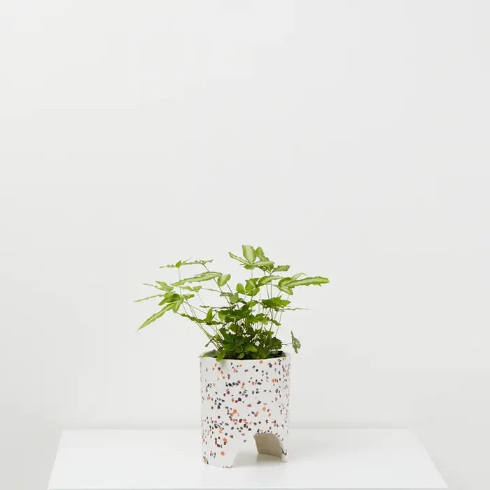 Archie Planter