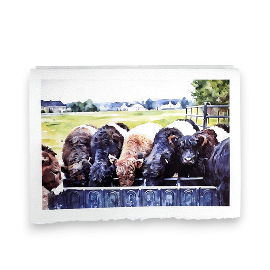 The PICTURE SALON FEARRINGTON SIGNATURE COLLECTION "FEEDIN' TIME" watercolor greeting card features fluffy cows at a metal trough in a green pasture—ideal as a premium or charming Fearrington blank card.