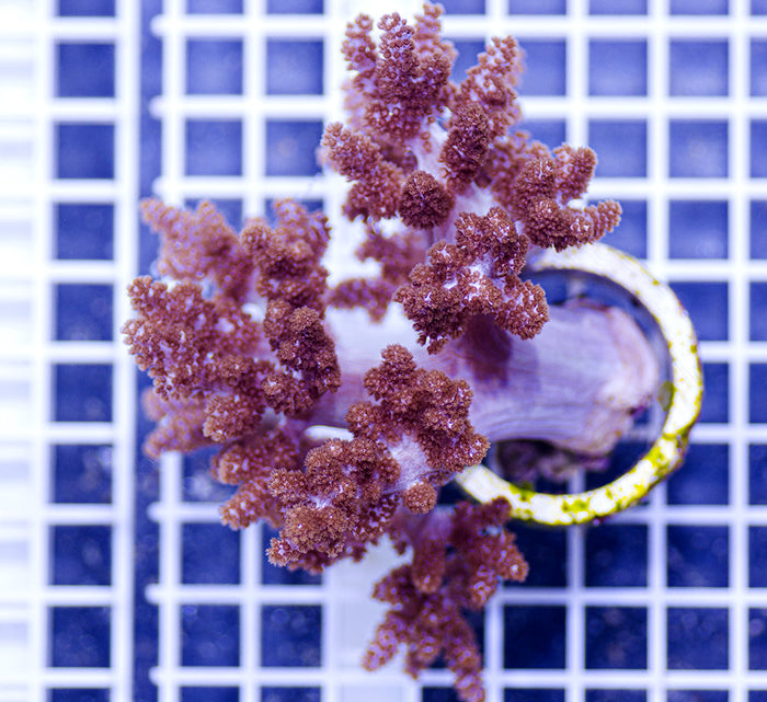 Indonesian Kenya Tree Leather Coral